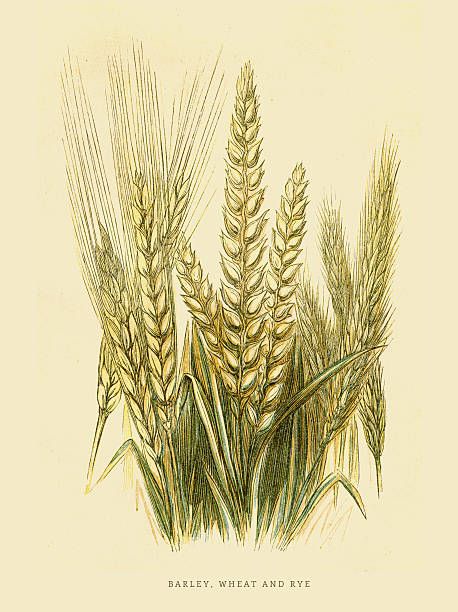 an old illustration of some wheat plants