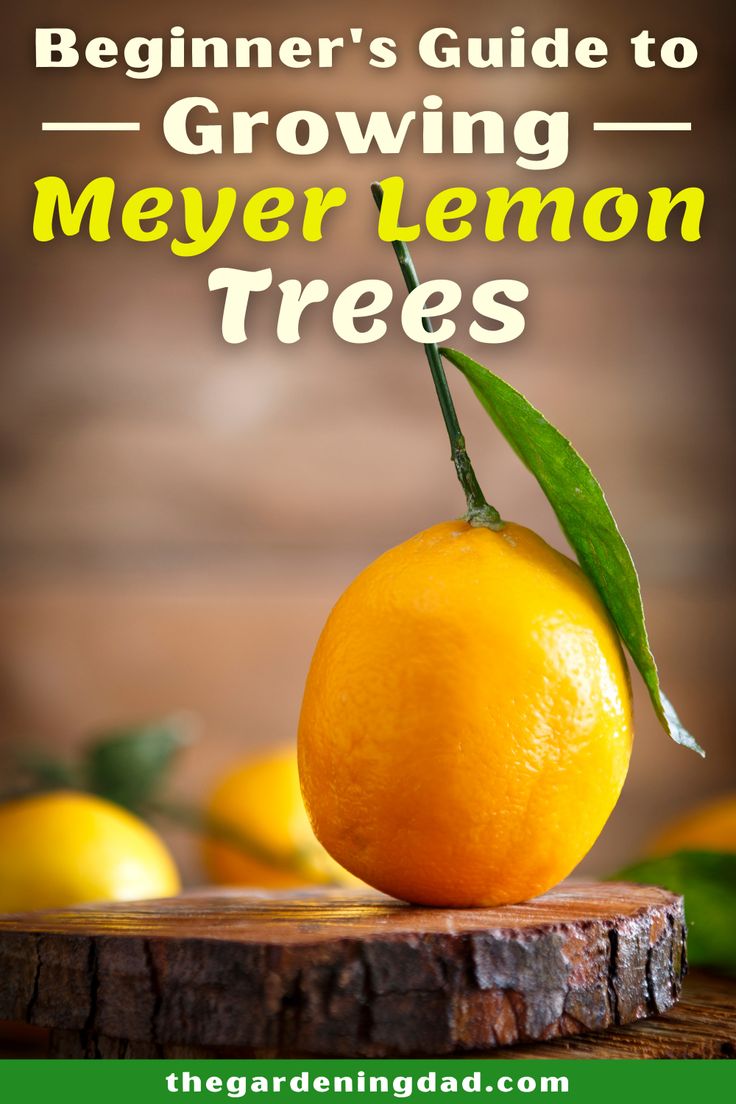 the beginner's guide to growing meyer lemon trees by the gardeningad com