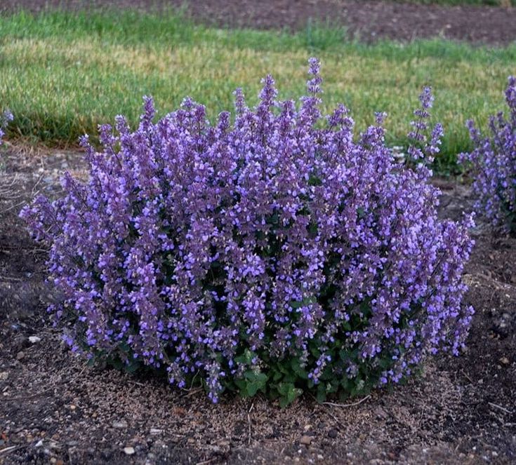 some purple flowers are growing in the dirt