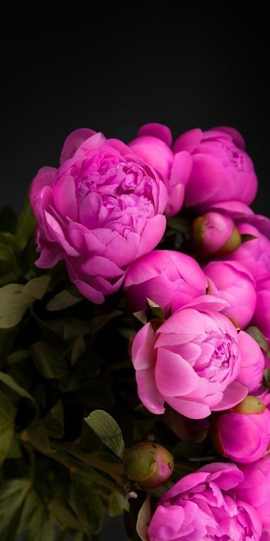 a bouquet of pink peonies on a black background