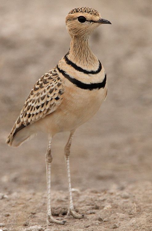 a bird standing on top of a sandy beach