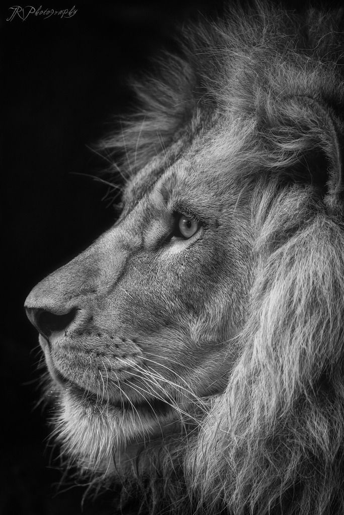 a black and white photo of a lion