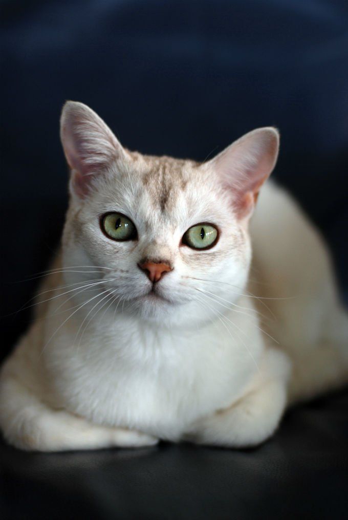 a white cat with green eyes sitting on a black surface and looking at the camera