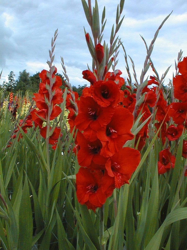 some red flowers are growing in the grass