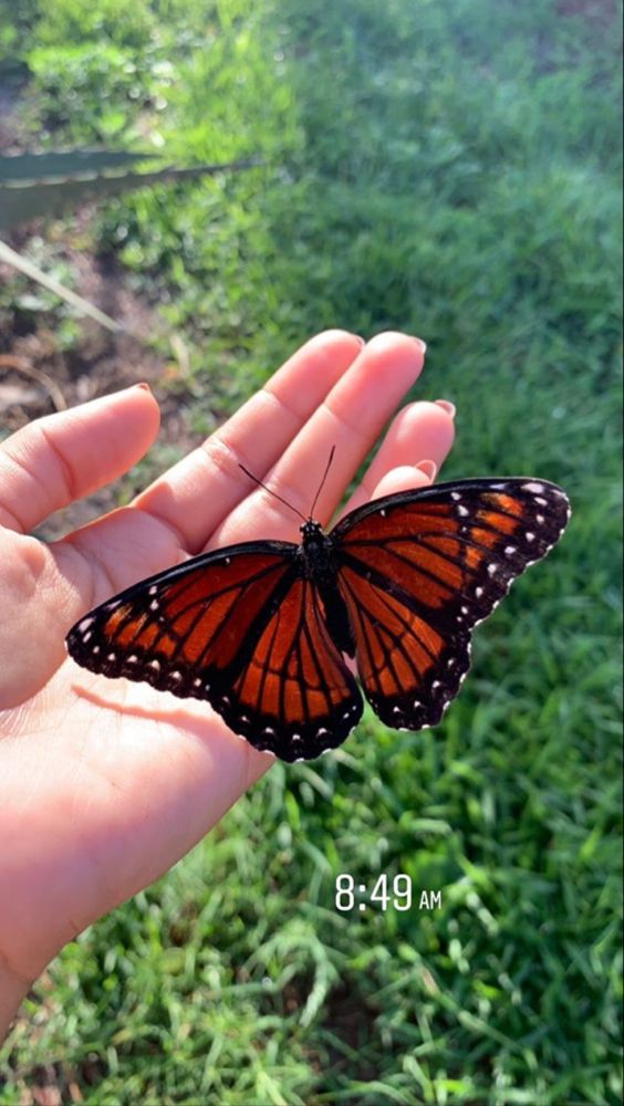 a butterfly that is sitting on someone's hand with grass in the back ground