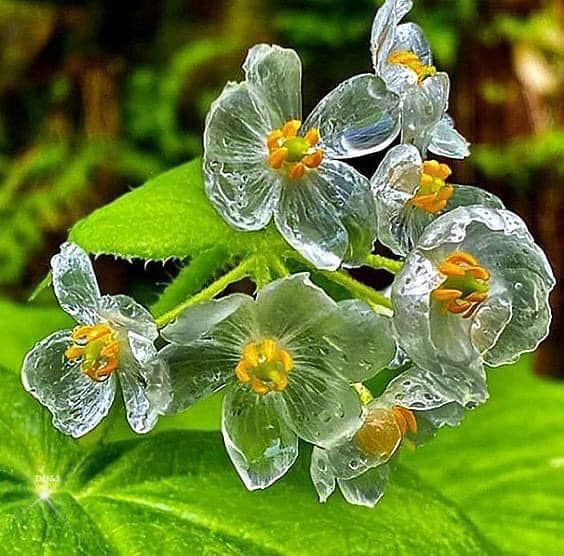 a bunch of flowers that are sitting on a green leafy plant with the words benecio jeves in spanish