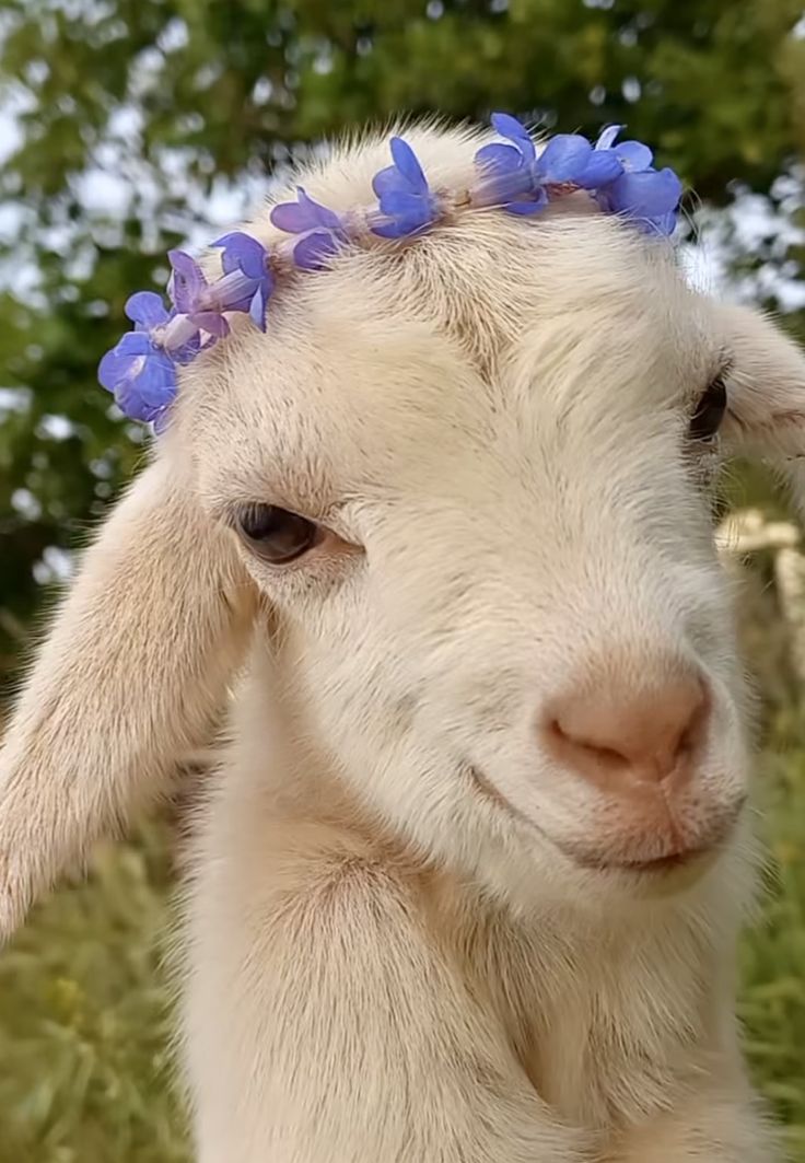 a white goat with blue flowers on its head