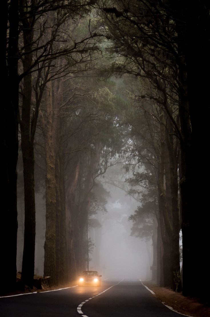 a car driving down a foggy road with trees on both sides and headlights in the middle