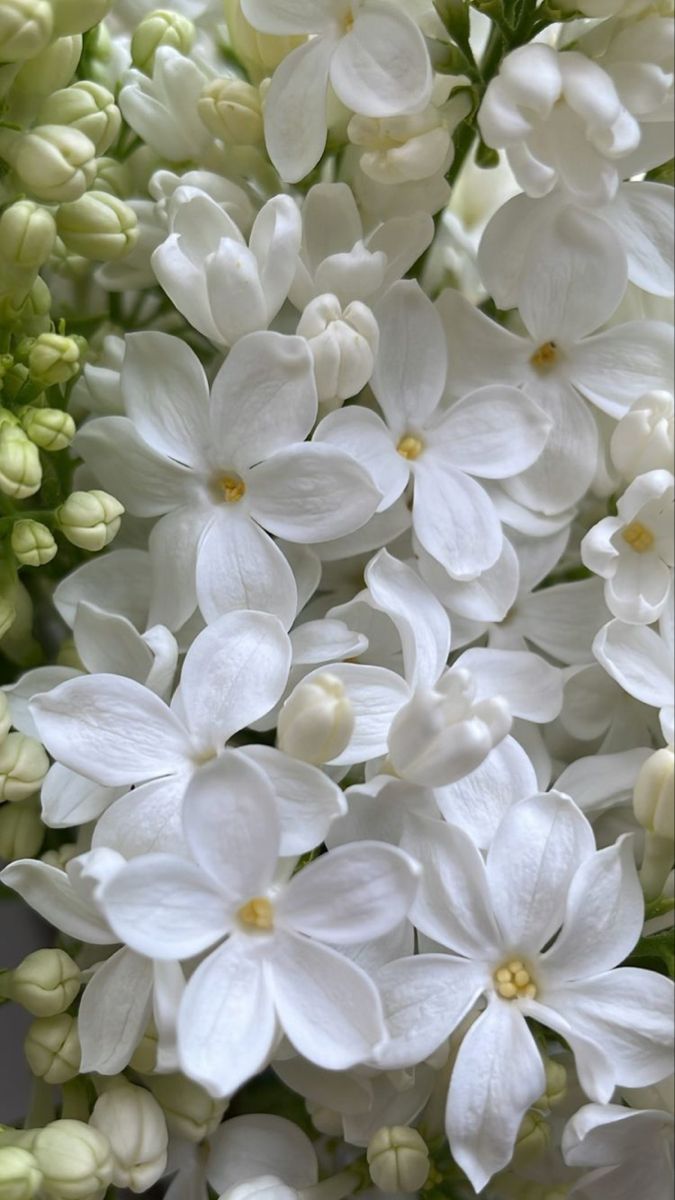 white flowers with green leaves in the background