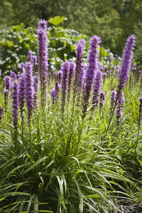 purple flowers are growing in the grass