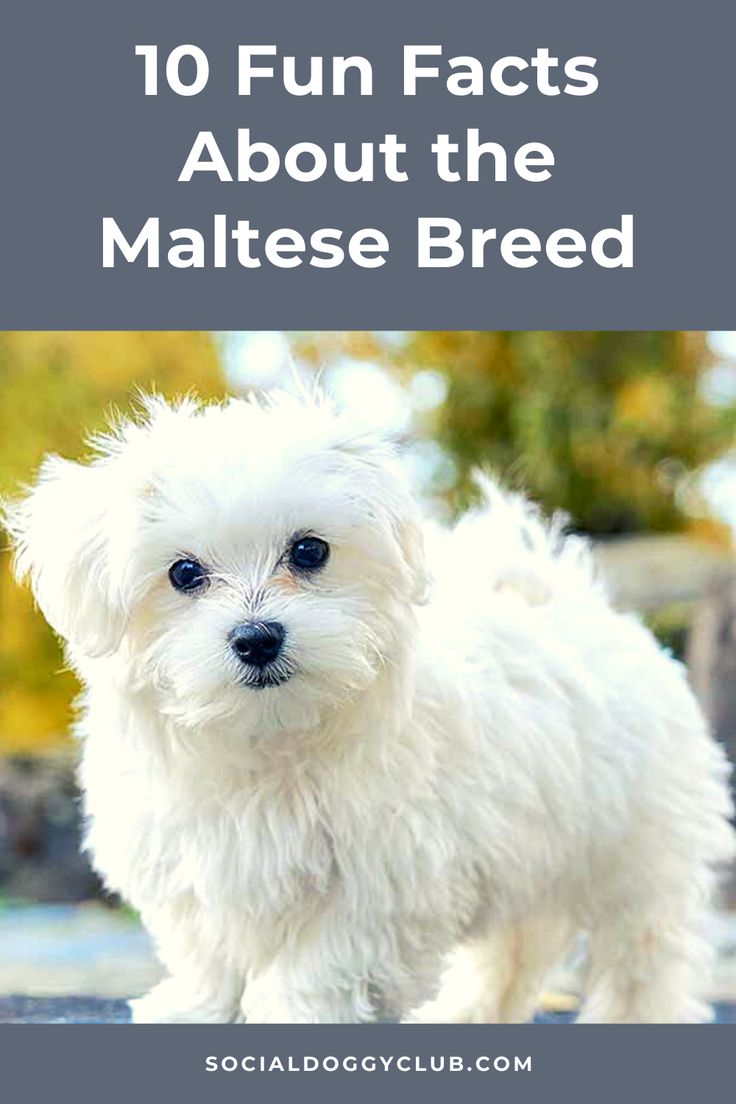 maltese dog Maltese Dog For Sale, Personality List, Maltese Breed, Baby Haircut, 10 Fun Facts, Some Interesting Facts, Human Food, Dog Info, Maltese Dogs