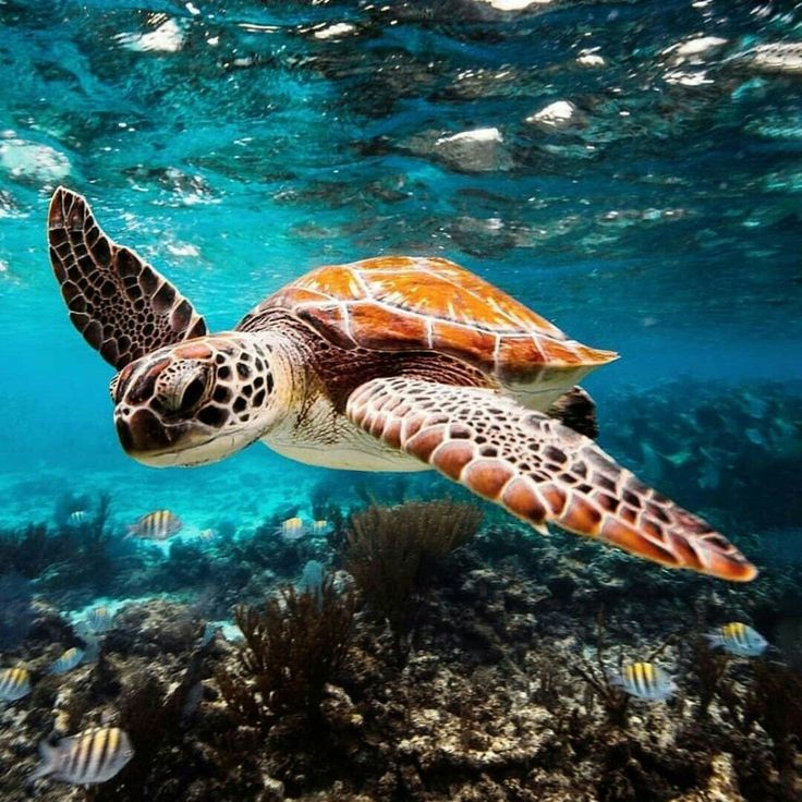 a turtle swimming in the ocean with fish around it