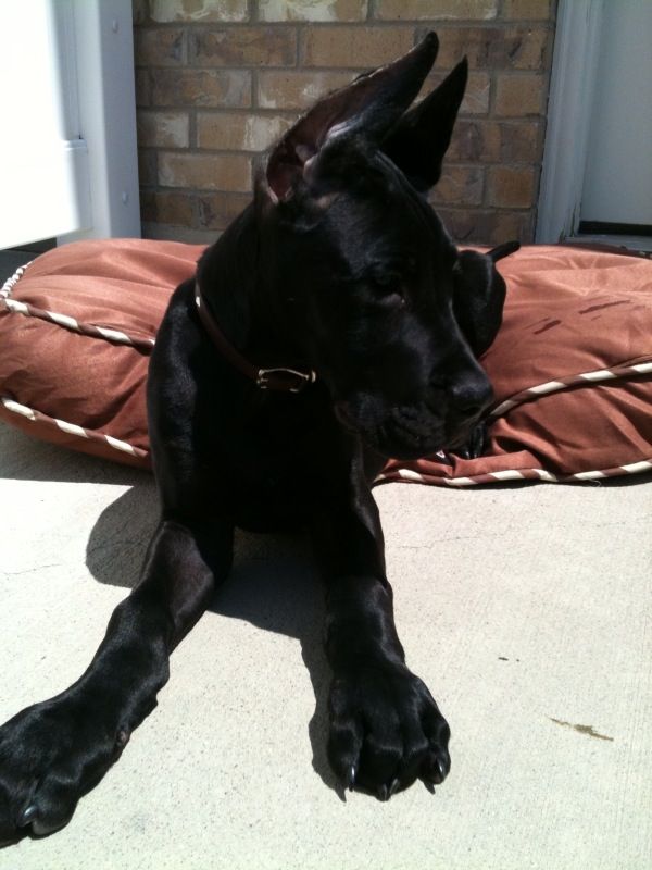 a black dog laying on the ground next to a brick wall and brown pillow in front of it