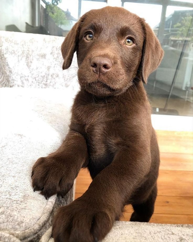 a brown dog sitting on top of a couch