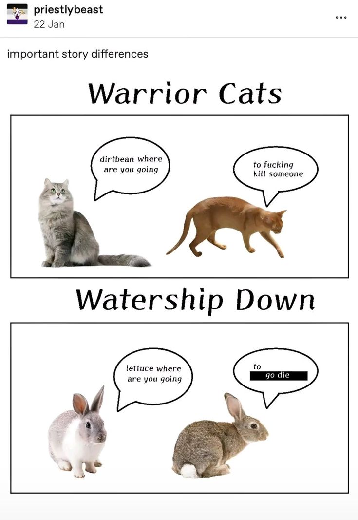 an image of cats and rabbits with caption sayings about the differences between them