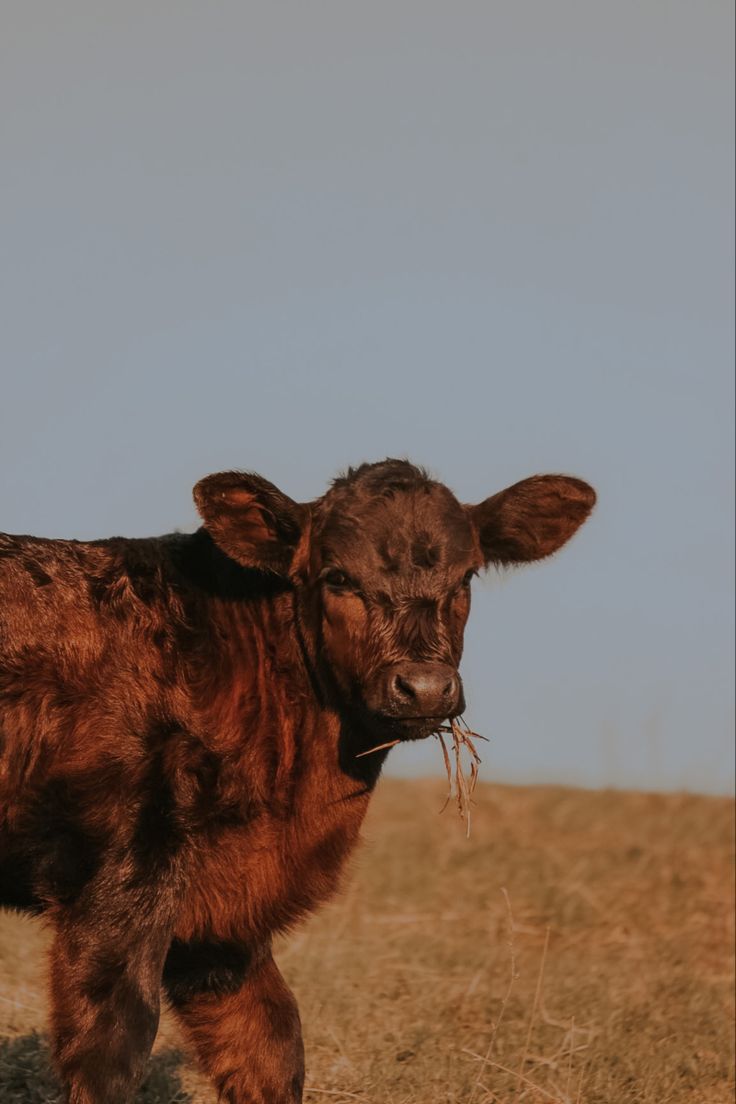 a small brown cow standing on top of a dry grass covered field next to a blue sky