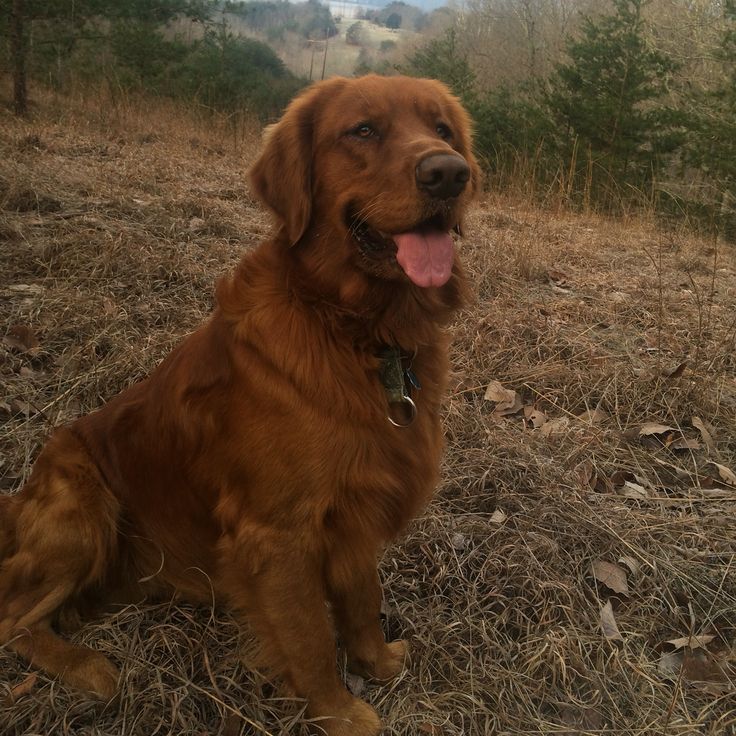 a large brown dog sitting on top of a dry grass covered field with trees in the background