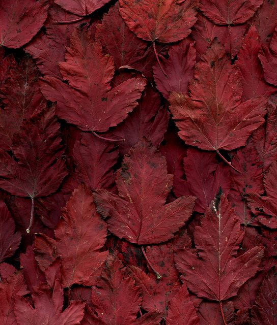 many red leaves are arranged together on the ground