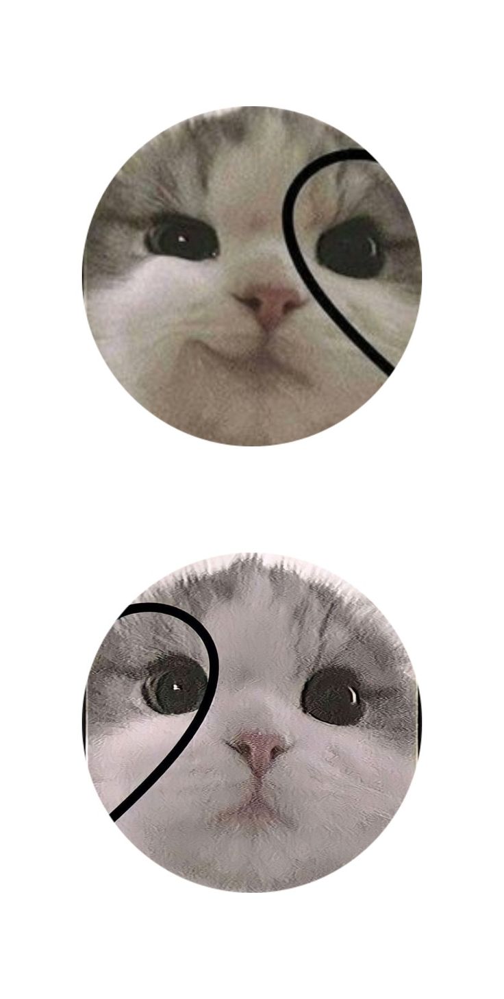 an image of a cat's face with two circles around it