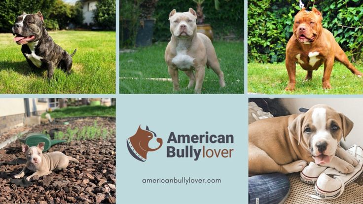 American Bully Lover