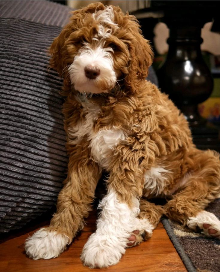 a brown and white dog sitting on top of a wooden floor next to a pillow