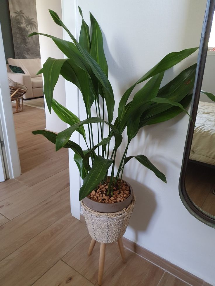 a potted plant sitting on top of a wooden stand in front of a mirror