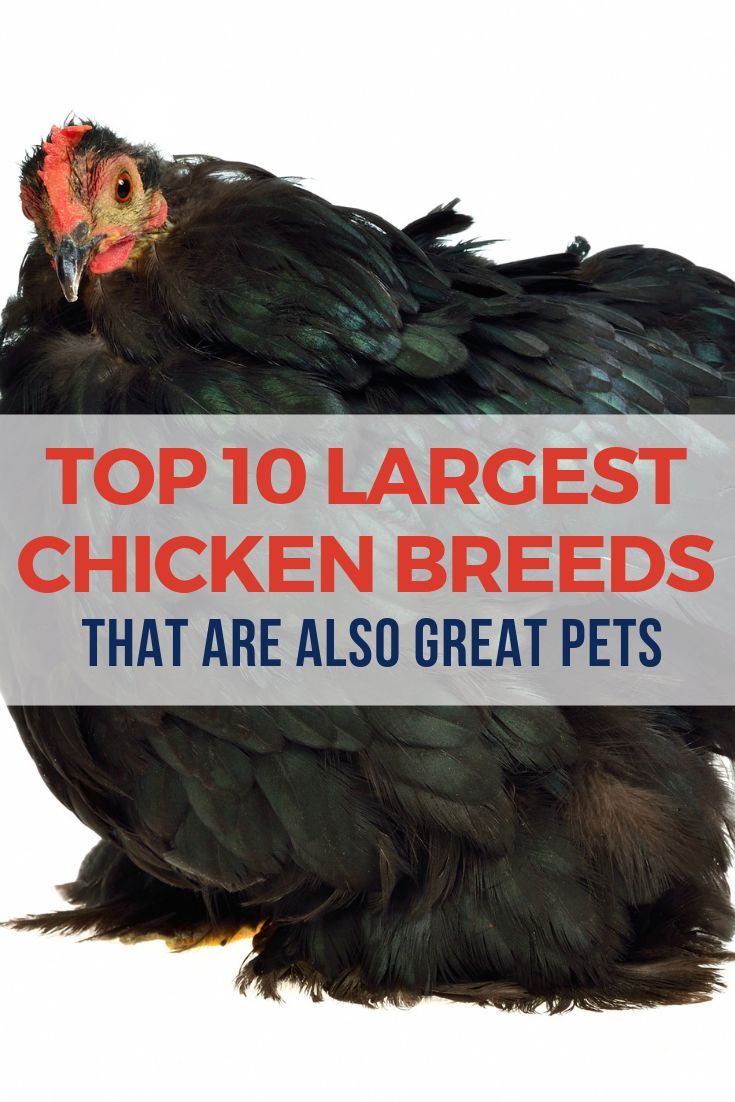 a large chicken with the words top 10 largest chicken breeds that are also great pets