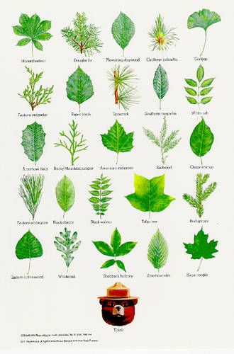 the different types of leaves are shown on this page, and each has their own name