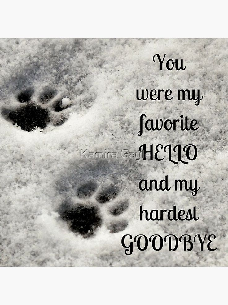 two paw prints in the snow with an inspirational quote above them that says, you were my favorite hero and my hardest goodbye