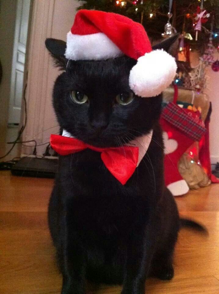 a black cat wearing a santa hat and bow tie