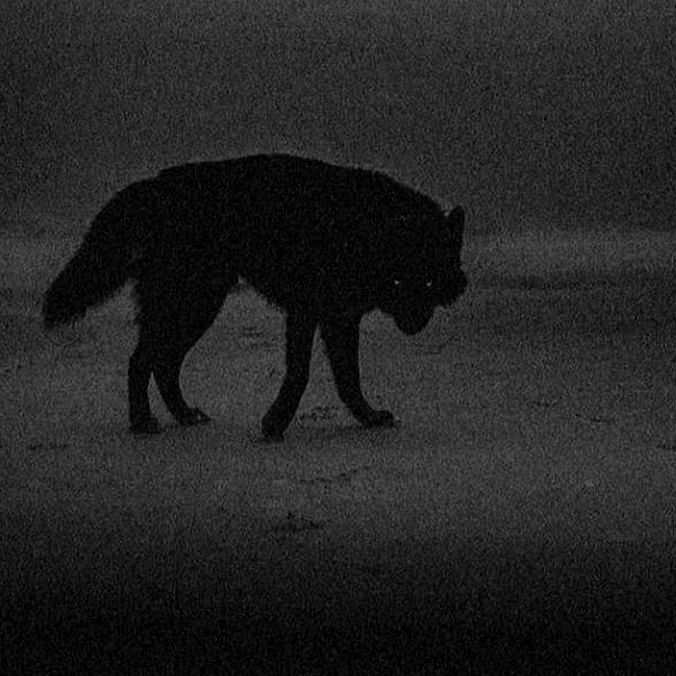 a black and white photo of a wolf in the dark with it's head down