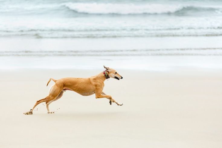 a dog running on the beach near the ocean