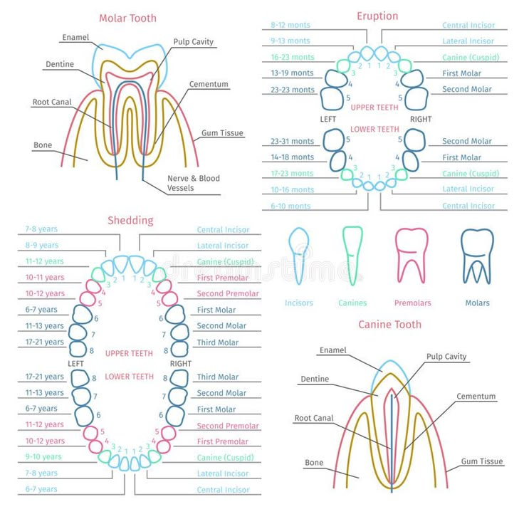 Anatomy Dental, Dental Assistant Study Guide, Dental Terminology, Dental Assistant School, Dental Hygienist School, Dental Assistant Study, Teeth Anatomy, Dentist Assistant, Dental Hygiene Student