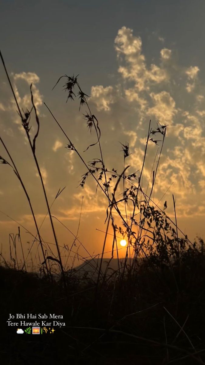 the sun is setting behind some tall grass