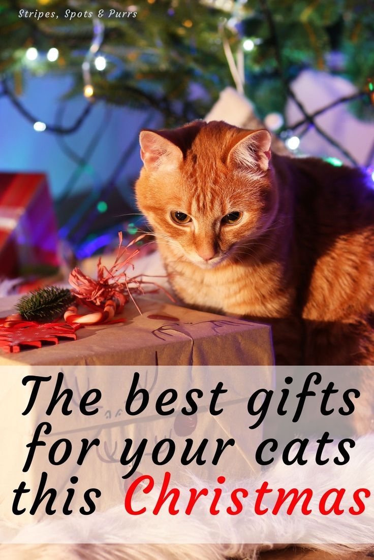 Orange kitty sitting amid presents under a Christmas tree Gifts For Cats, Spoiled Cats, Cat Portrait Painting, Cat Fountain, Cat Christmas Gift, Cat Reading, Gotcha Day, Cat Enclosure, Catnip Toys