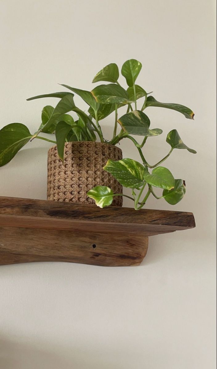 a potted plant sitting on top of a wooden shelf