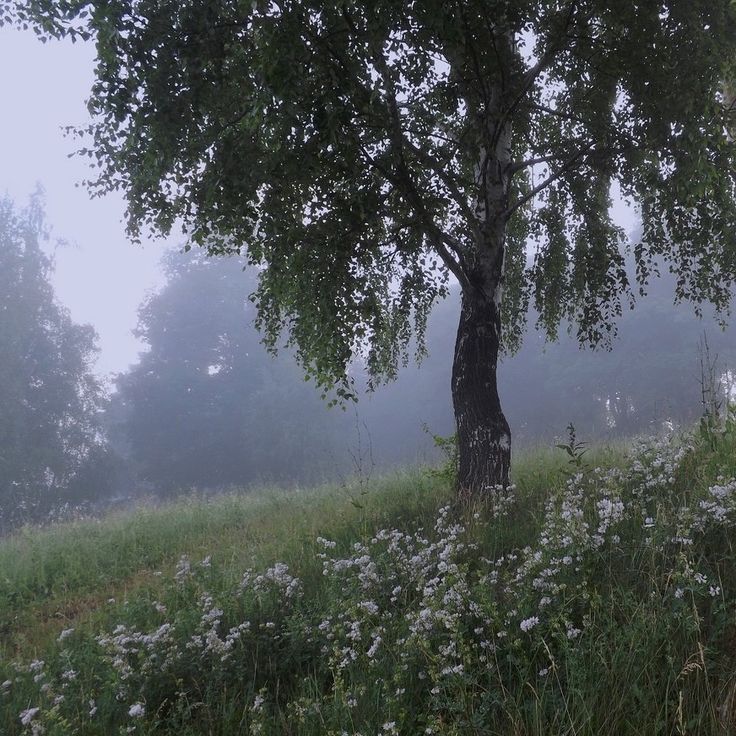 a foggy field with trees and flowers in the foreground