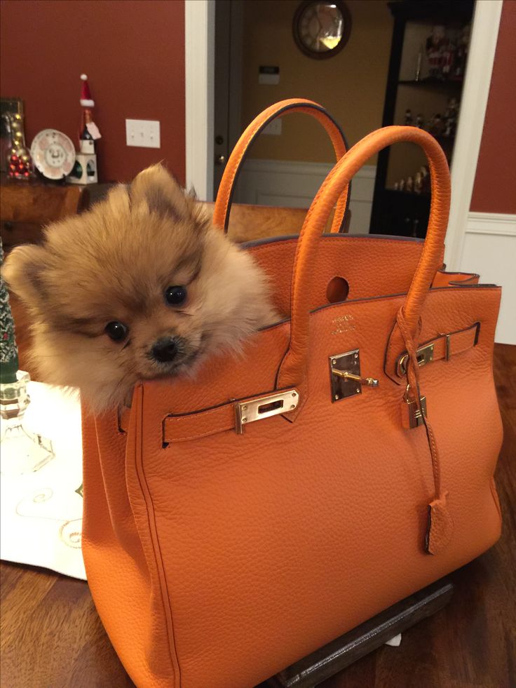 a small dog sticking its head out of an orange purse