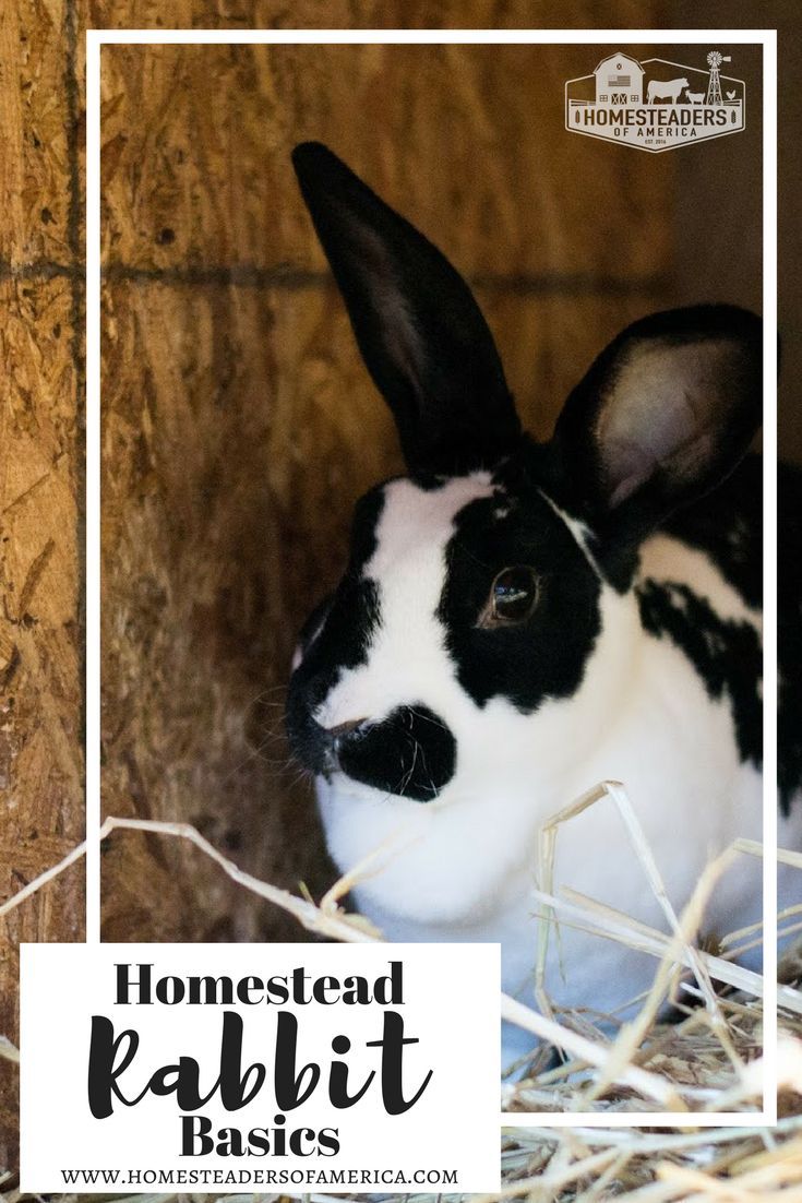 a black and white rabbit sitting in hay with the words homested rabbit basics above it