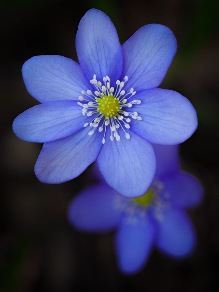 a blue flower with white stamen on it