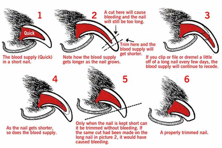 how to draw an ear step by step with pictures and instructions for drawing the ears