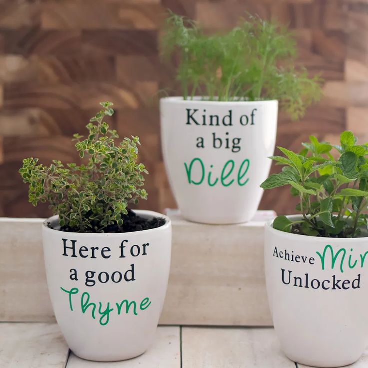 three planters with herbs in them on a wooden table next to a wall that says, kind of a big diee here for a good thyme