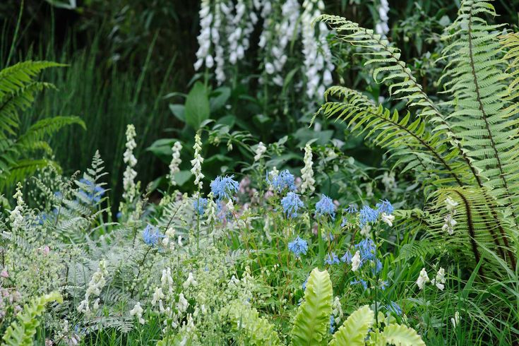 blue and white flowers are in the middle of green grass with other plants around them