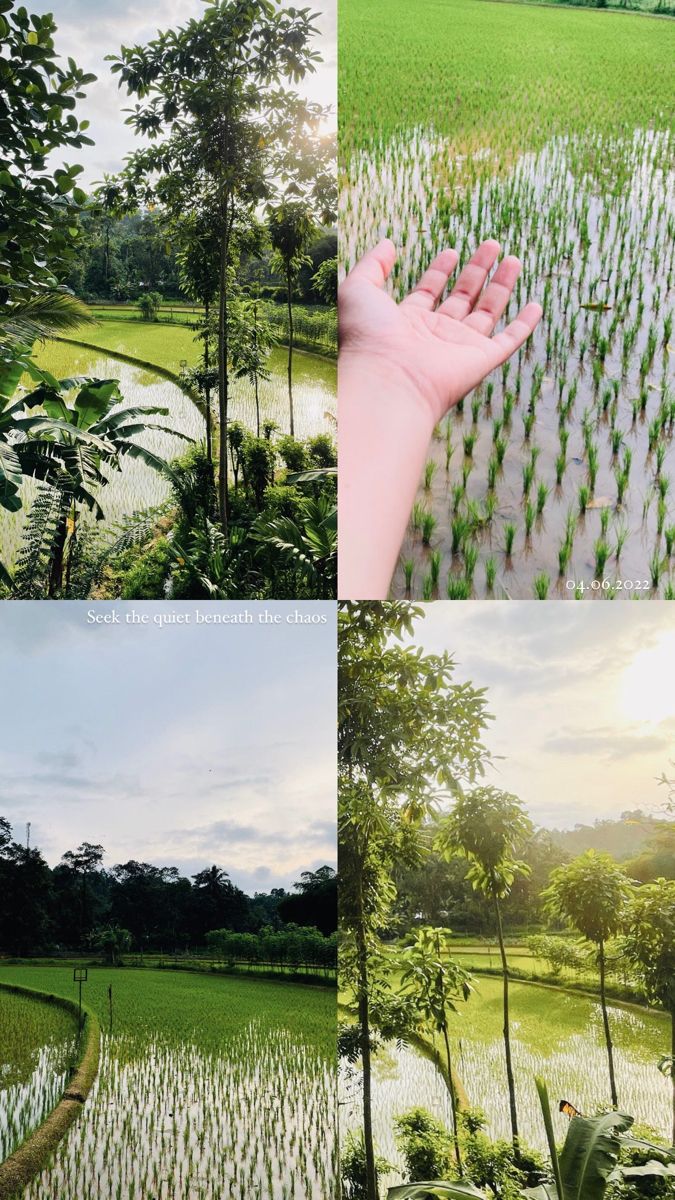 four different pictures with trees and grass in the foreground, one is hand on rice field