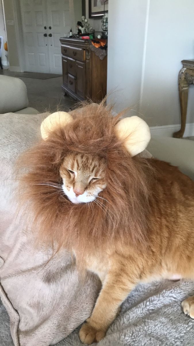 a cat with a lion mane on top of it's head sitting on a pillow