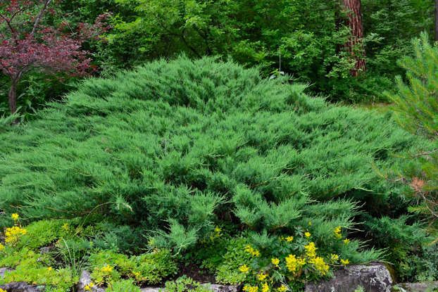 a green bush with yellow flowers in the foreground and trees in the back ground