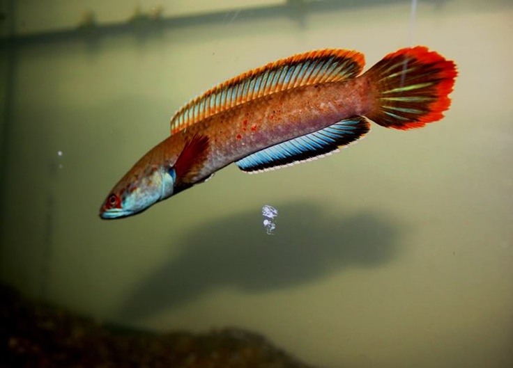 an orange and blue fish swimming in a tank with some water on the bottom side