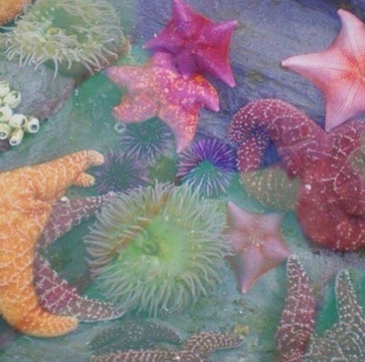 several starfishs and sea urchins in the water