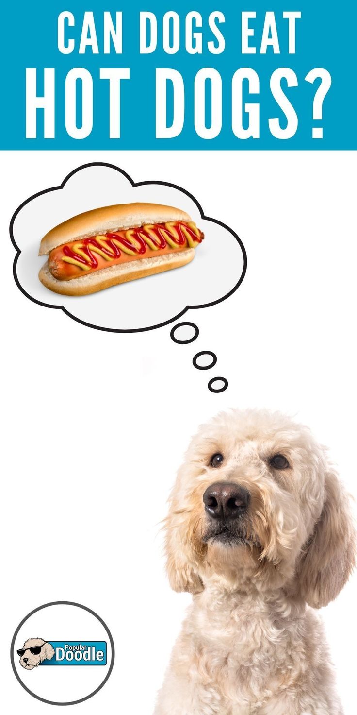 a dog with a thought bubble above it that says can dogs eat hot dogs?