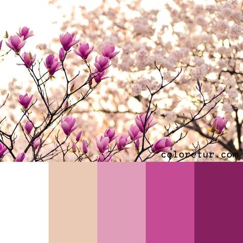 a tree with pink flowers in front of a white and purple background that says colorfut com